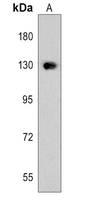 1 - Anti-Fibulin 2 Antibody AP51771