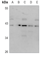 1 - Anti-CD174 Antibody AP51773