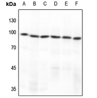 1 - Anti-GCFC2 Antibody AP51774