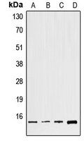 1 - Anti-GNG8 Antibody AP51777