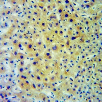 19 - Anti-HLA-DOB Antibody AP51778