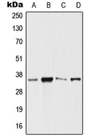 1 - Anti-SIX3 Antibody AP51780