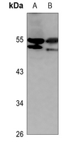 1 - Anti-CD102 Antibody AP51781