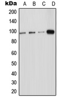1 - Anti-ICAM-5 Antibody AP51782