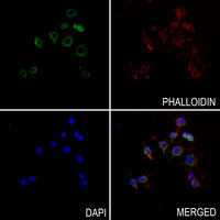 3 - Anti-CD158b1 Antibody AP51783