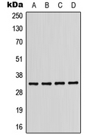 1 - Anti-CD158b1 Antibody AP51783