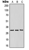1 - Anti-CD158g Antibody AP51784