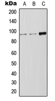 1 - Anti-LRP12 Antibody AP51785