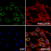 3 - Anti-CD58 Antibody AP51786