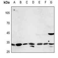 1 - Anti-CD58 Antibody AP51786