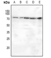 1 - Anti-MASP2 Antibody AP51788