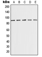 1 - Anti-MED15 Antibody AP51789