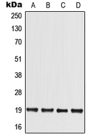 1 - Anti-MED30 Antibody AP51790