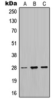 1 - Anti-MPZ Antibody AP51794
