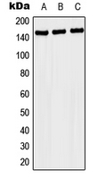 1 - Anti-NACAD Antibody AP51798