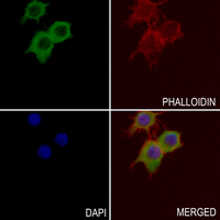 3 - Anti-NDUFA9 Antibody AP51800