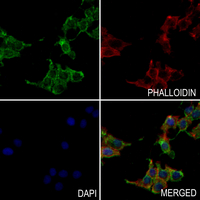3 - Anti-NDUFS1 Antibody AP51801