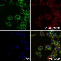 3 - Anti-MT-ND2 Antibody AP51802