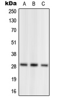 1 - Anti-NRL Antibody AP51804