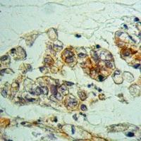 19 - Anti-NXPH2 Antibody AP51806