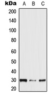 1 - Anti-NXPH2 Antibody AP51806