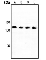 1 - Anti-Neurocan Antibody AP51807