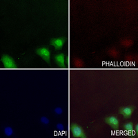 3 - Anti-CIP29 Antibody AP51810