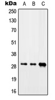 1 - Anti-CIP29 Antibody AP51810
