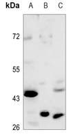 1 - Anti-OAT Antibody AP51811