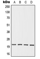 1 - Anti-OAZ3 Antibody AP51812