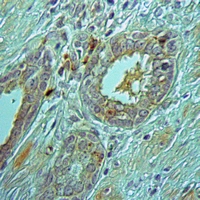 19 - Anti-PEX3 Antibody AP51814