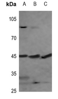 1 - Anti-PEX3 Antibody AP51814