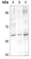 1 - Anti-PIGW Antibody AP51815