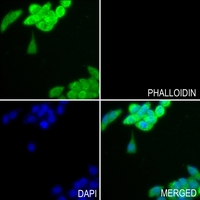 3 - Anti-GPIPLD Antibody AP51816
