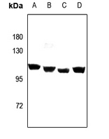 1 - Anti-GPIPLD Antibody AP51816