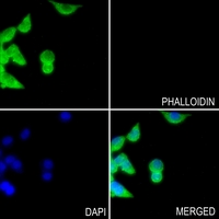 3 - Anti-CD42c Antibody AP51819