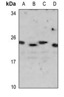 1 - Anti-CD42c Antibody AP51819