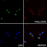 3 - Anti-Kv1.5 Antibody AP51820