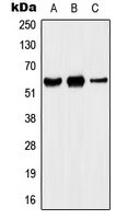 1 - Anti-Kv1.5 Antibody AP51820