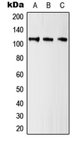 1 - Anti-Kv10.1 Antibody AP51821