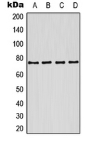 1 - Anti-Kv7.1 Antibody AP51822