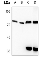 1 - Anti-Kv7.4 Antibody AP51823