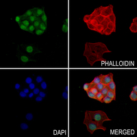 3 - Anti-SLU7 Antibody AP51824