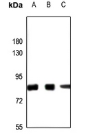 1 - Anti-SLU7 Antibody AP51824