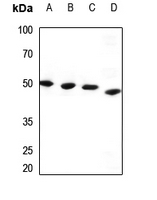 1 - Anti-PPP1R7 Antibody AP51825