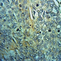 19 - Anti-Raftlin Antibody AP51828
