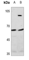 1 - Anti-Raftlin Antibody AP51828