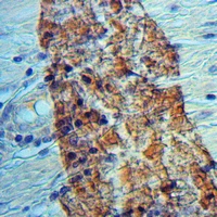 19 - Anti-RGL1 Antibody AP51829