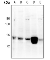 1 - Anti-RGL1 Antibody AP51829