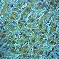 19 - Anti-EPAC1 Antibody AP51831